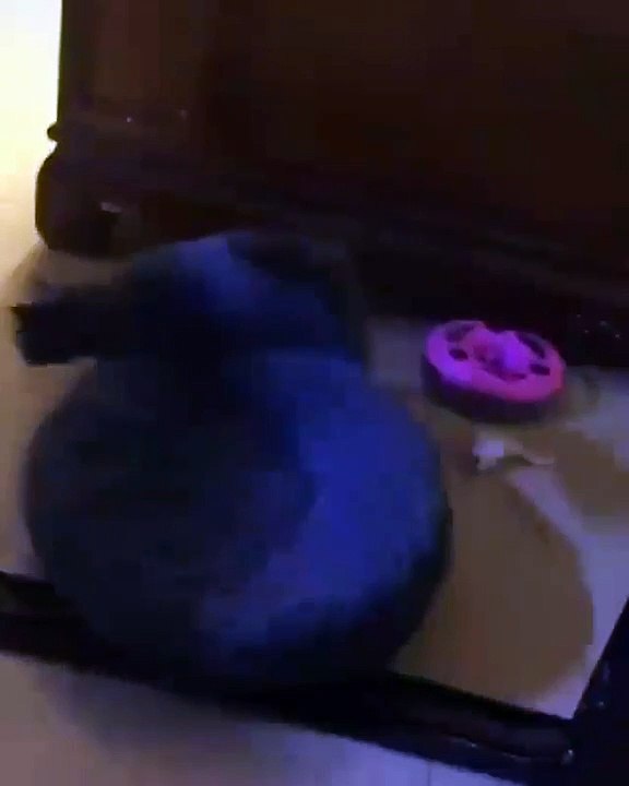 Cette chatte est fâchée contre son maître et décide de partir avec son lit. Marrant !