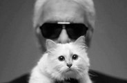 La lotta per il controllo del profilo Instagram del gatto di Karl Lagerfeld.