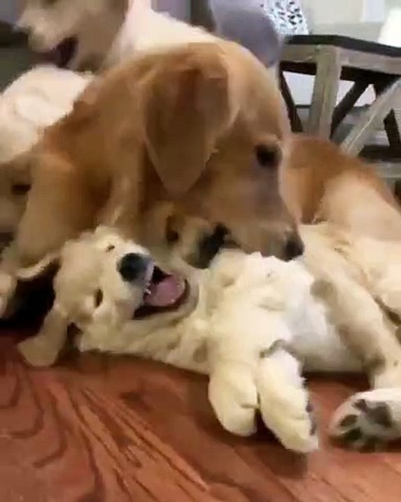 Cette famille de Golden Retrievers passe un adorable moment. Regardez