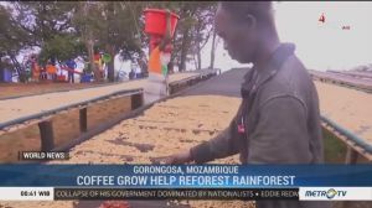 Coffee Grow Help Reforest Rainforest