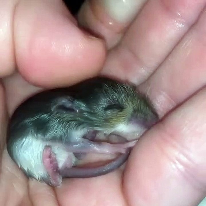 Tous les bébés ont besoin d’amour, même les petites souris. Admirez ce chou !