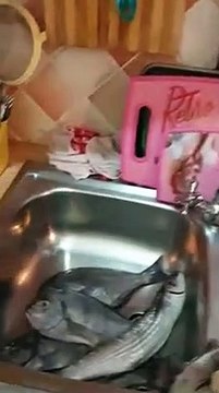 Un préservatif découvert dans l’estomac d’un poisson qui vient d’être pêché