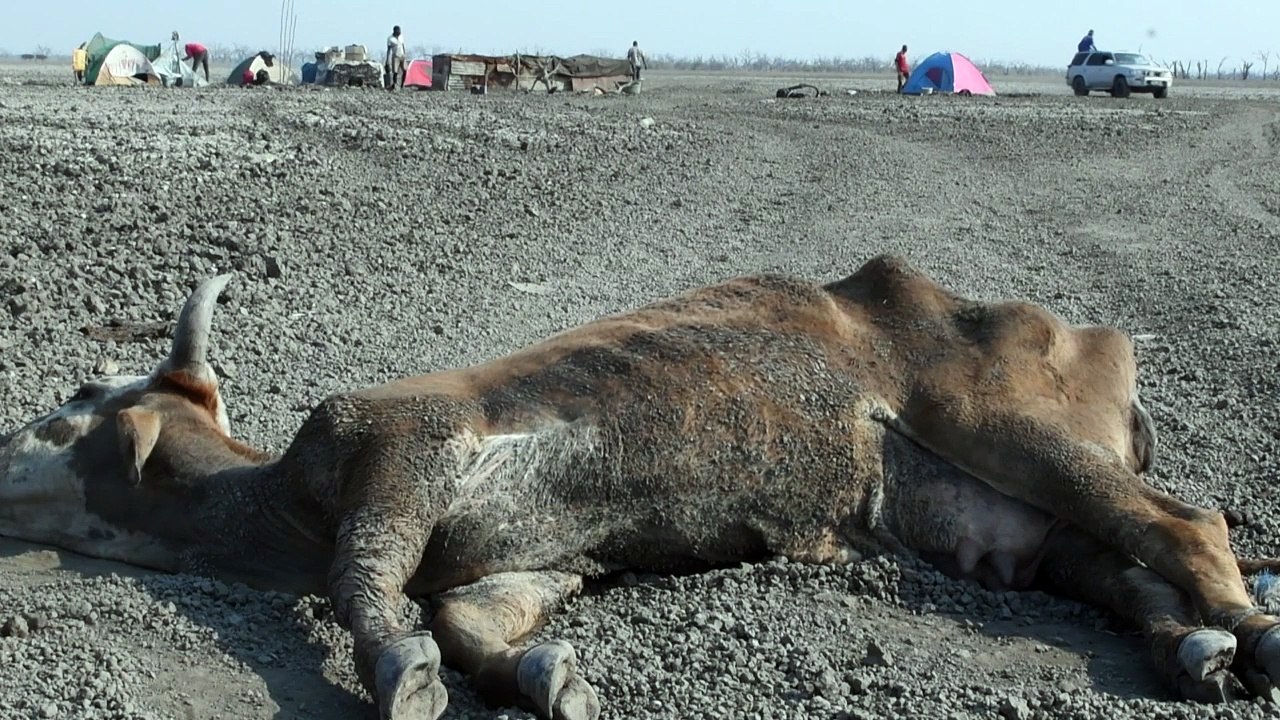 Animals struggle to survive in drought-hit Botswana