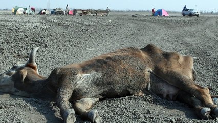Hippopotames et bétail piégés par la sécheresse au Botswana