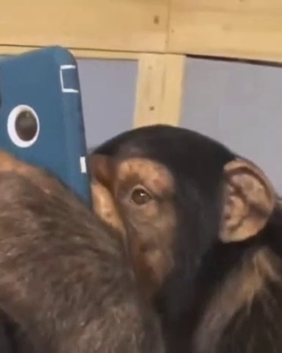 Anyone have doubts? What did man do with a monkey?
