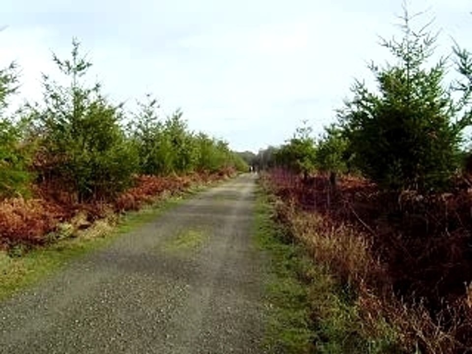 Galop en forêt