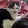 Cette chatte se fâche contre sa maman. Regardez sa réaction !