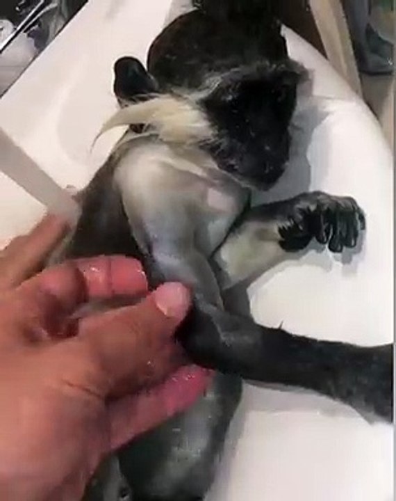 Ce bébé singe adore prendre son bain. Adorable !