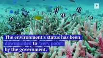 Australia's Great Barrier Reef Is in Big Trouble