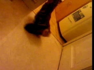 Tentative de reproduction entre chats...