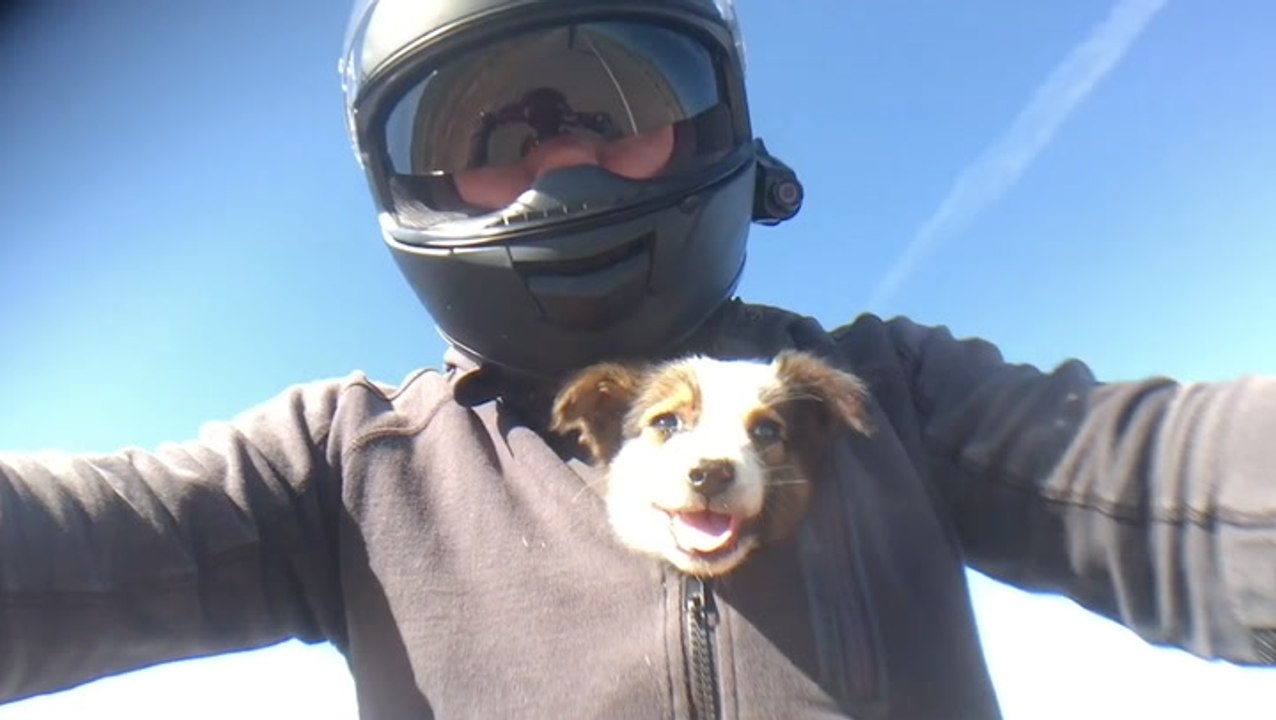 Motorcyclists Rescue Puppy From Desert Roadside