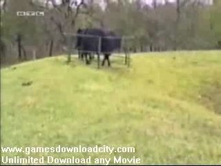 Crazy Videos Fun with Animals