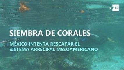 Siembra de corales: México intenta rescatar el sistema arrecifal mesoamericano