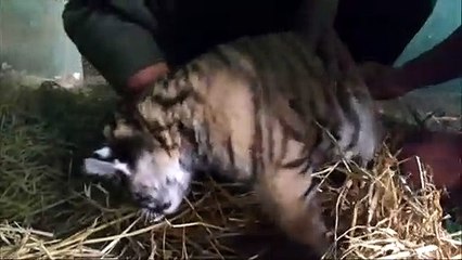 Tigres nascem no Peru