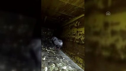 Apartman boşluğuna sıkışan güvercin kurtarıldı