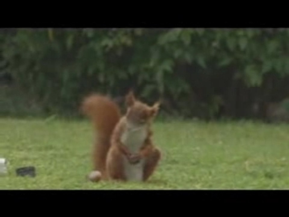 Squirrel soccer