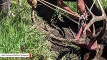 Rescuing This Bull Elk Stuck In Bog Hole Was Tricky To Say The Least