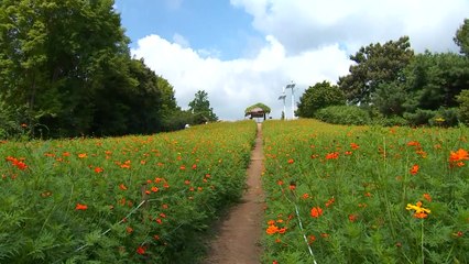 [날씨] 황금빛 코스모스 가득...내일 남부 가을장마 / YTN