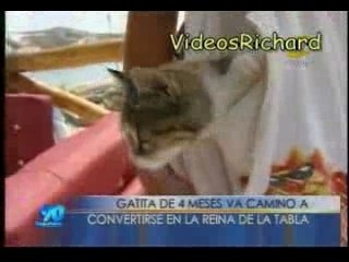 job 314 - une chatte fait du surf