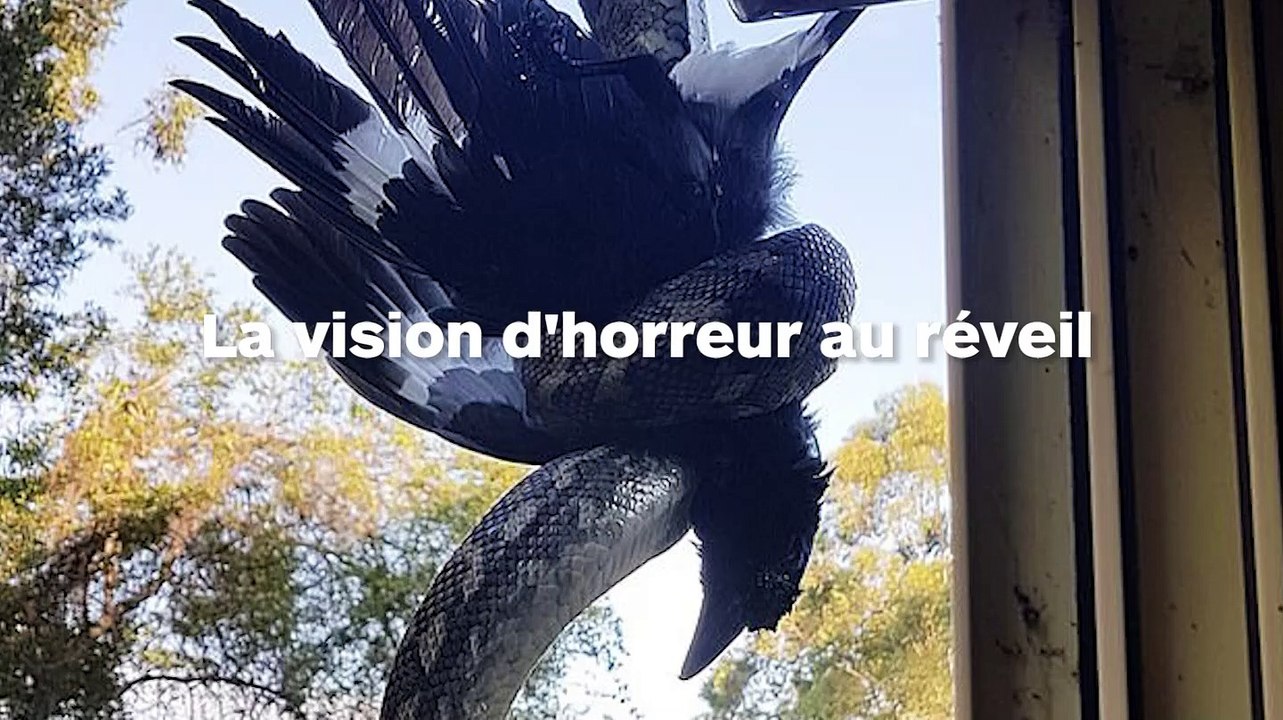 python dévore un oiseau en australie