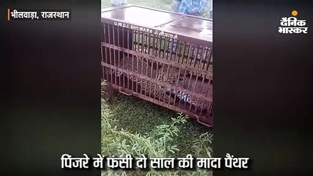 पिंजरे में फंसी मादा पैंथर, इलाके में था एक सप्ताह से मूवमेंट