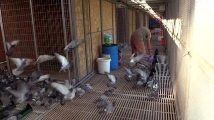 Posta güvercinleri "bilinçsiz avcılık" kurbanı