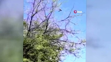 Diyarbakır'da ağaca takılan kumruyu Dicle Elektrik ekipleri kurtardı