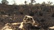قلق دولي من فشل البرازيل في إخماد حرائق الأمازون