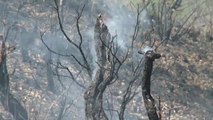 Nuevos focos de incendios dificultan la lucha contra el fuego en el Amazonas
