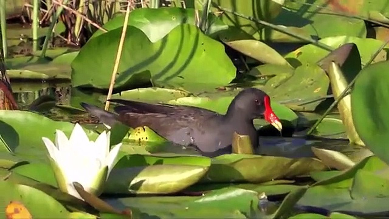 HERKEN DE WATERHOEN (Gallinula chloropus) - YouTube