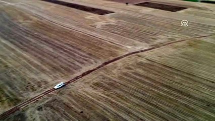 Hasat yapılan araziler, halı tarlasına dönüştü