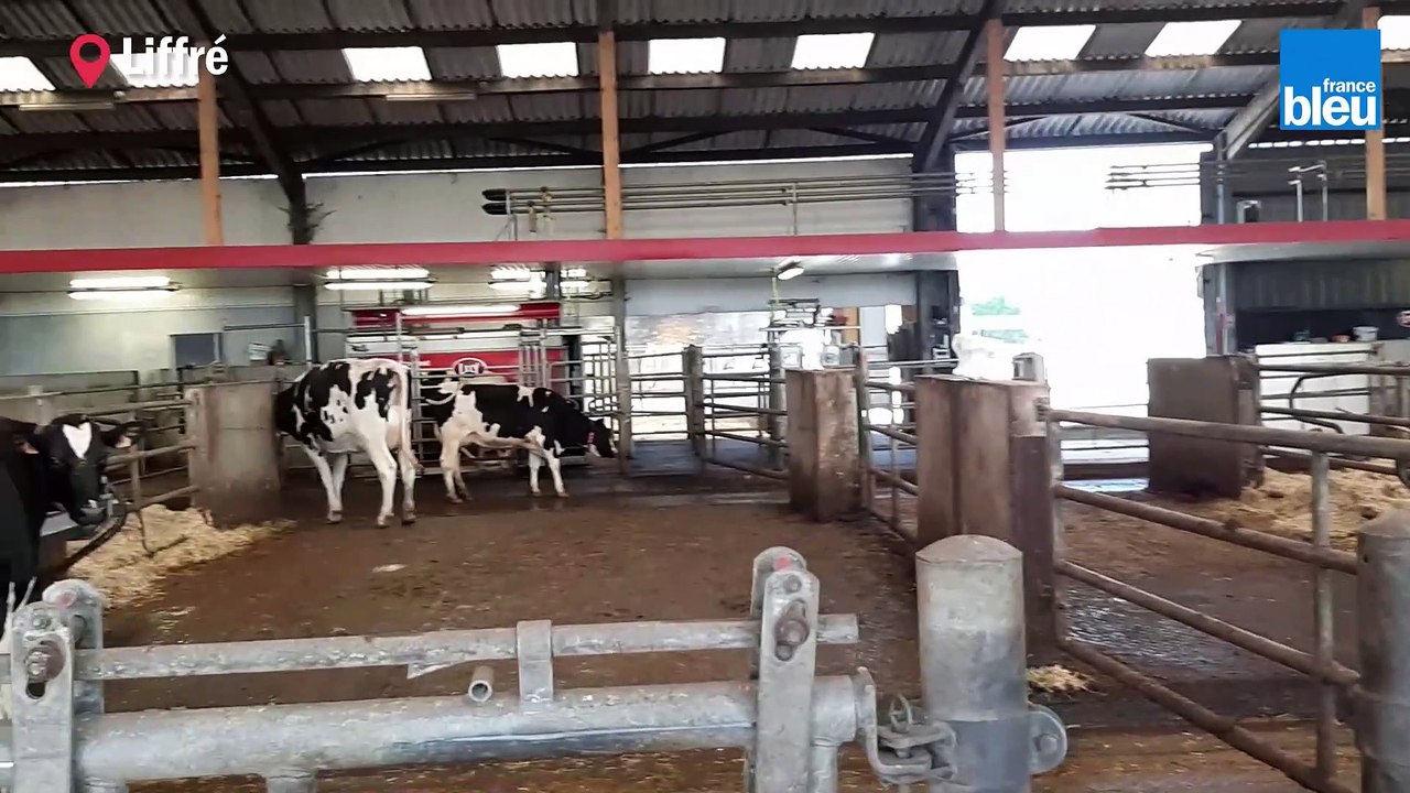 Comment recycler les bouses de vache ?