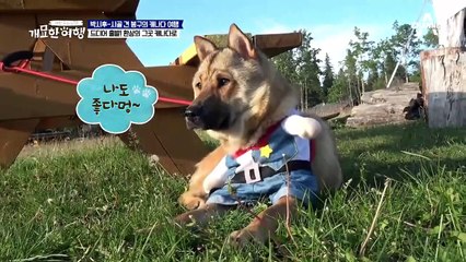 ♨봉길 스쿨 오픈♨ 반려견 천국 캐나다 입성을 위한 시후의 벼락치기!ㅋㅋ