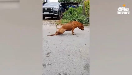 टूटे पैर की एक्टिंग कर थाइलैंड में छा ये डॉगी