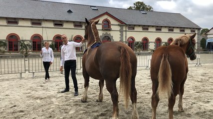 Concours départemental du cheval breton