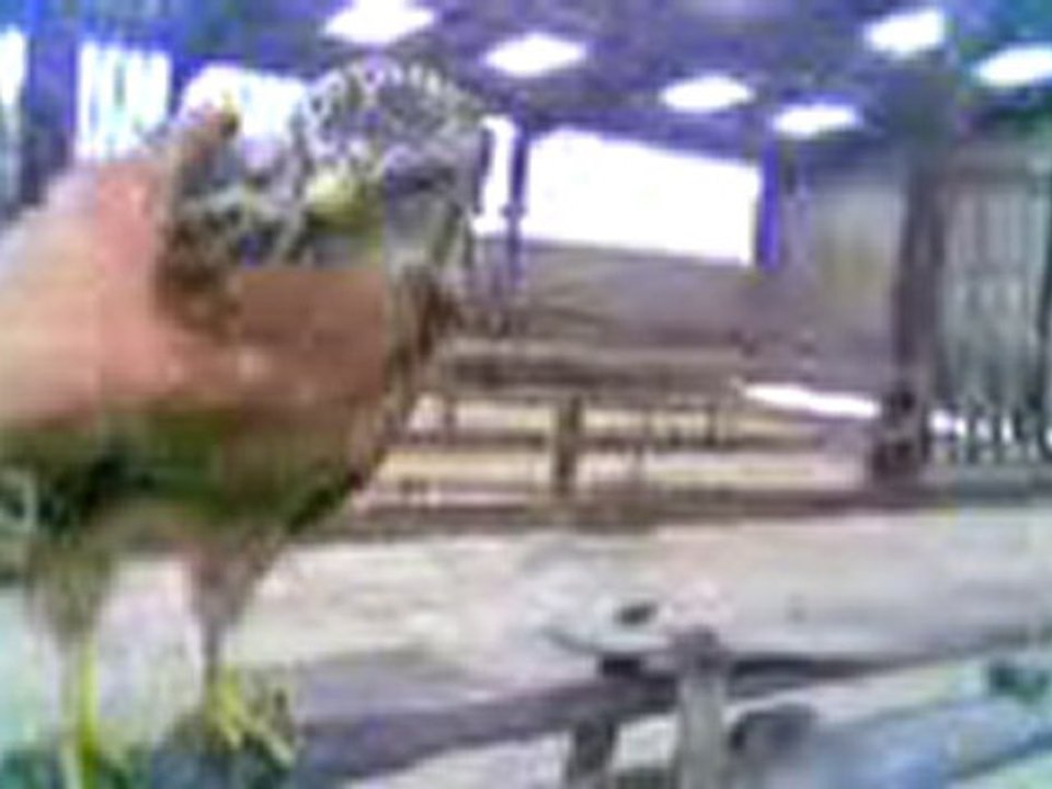 Video000010buse
