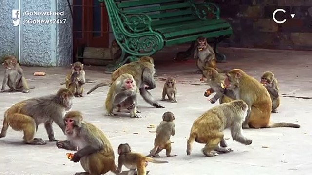 Himachal Farmers Poisoning Monkeys