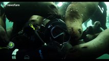Scuba diver off Vancouver island plays with Steller sea lions like puppies