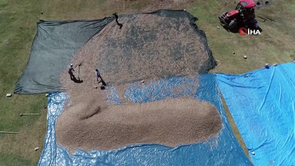 Çiftçiler ‘Çin’ çekirdeğini Kayseri’de üretti