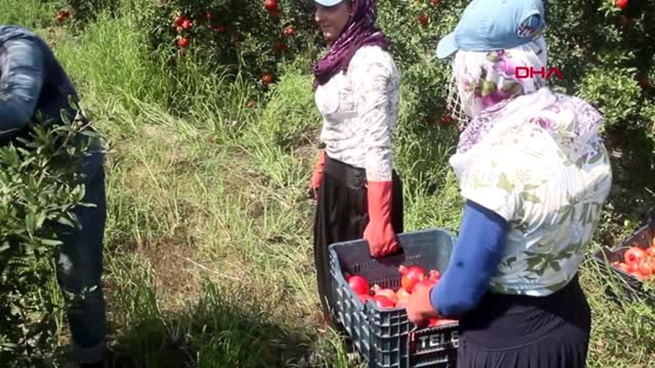 Mersin silifke'de yılın ilk nar hasadı yapıldı