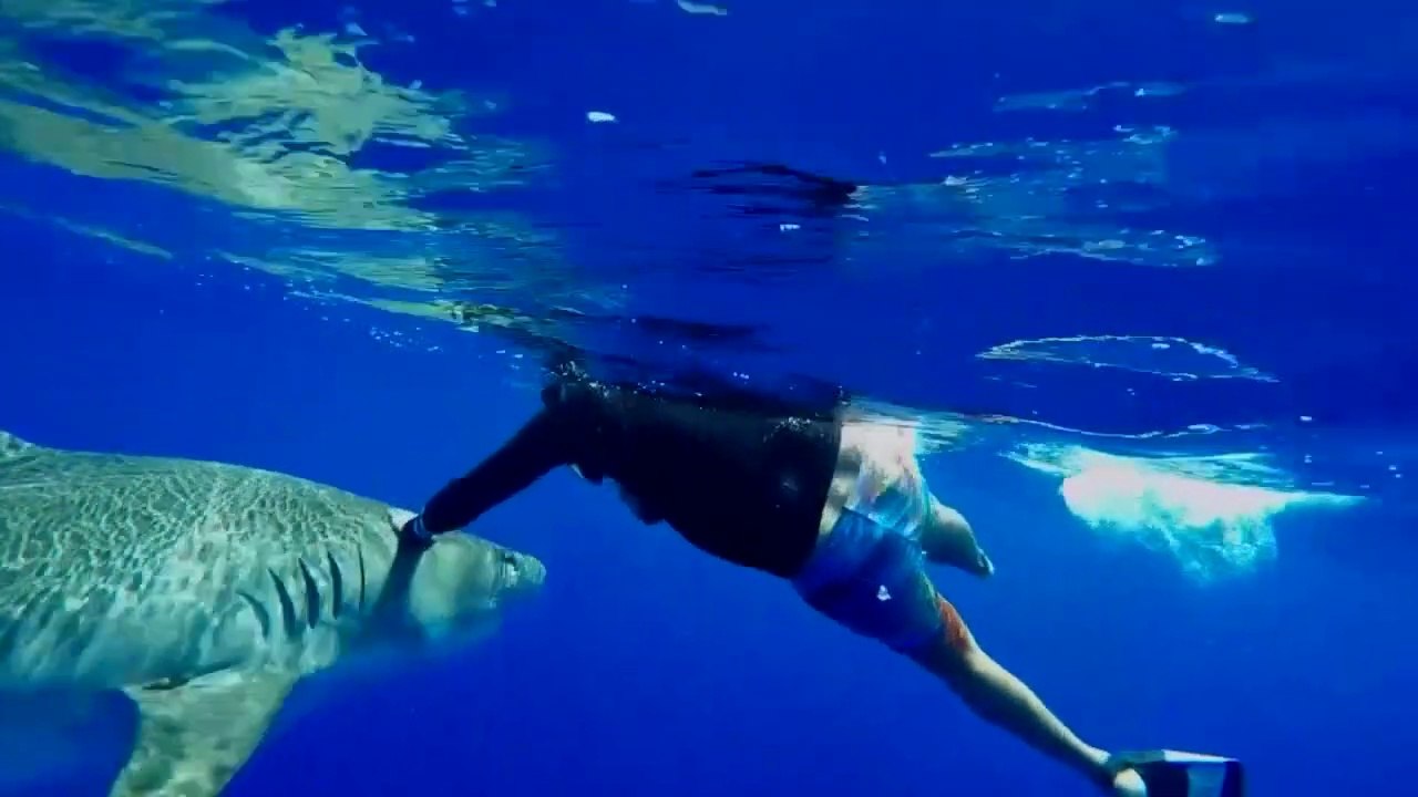 Un requin tigre pas timide vient demander des calins à un plongeur