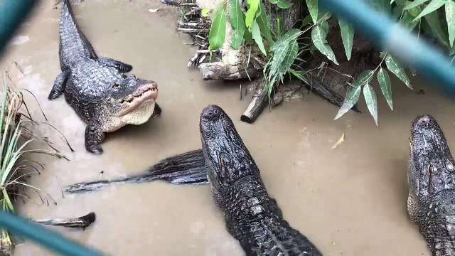 Ecoutez le bruit que font ces alligator pour nous intimider... Terrifiant