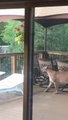 Un habitant du Colorado se retrouve avec 3 pumas sur sa terrasse