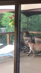 Un habitant du Colorado se retrouve avec 3 pumas sur sa terrasse