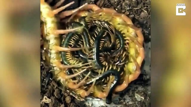 Cette maman mille-pattes et ses petits vont vous donner des frissons