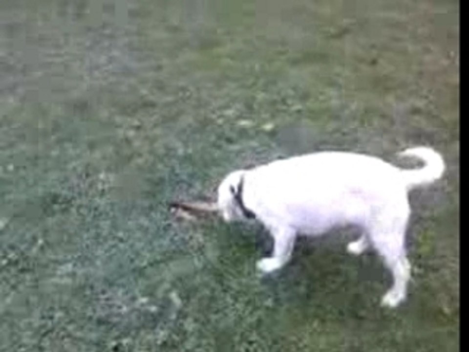 Cali, Mon Amour de Chien 01/02/2008