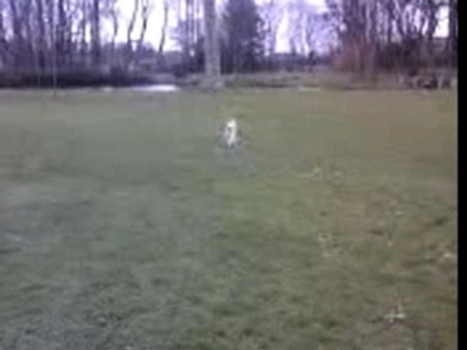 Cali, Mon Amour de Chien 01/02/2008