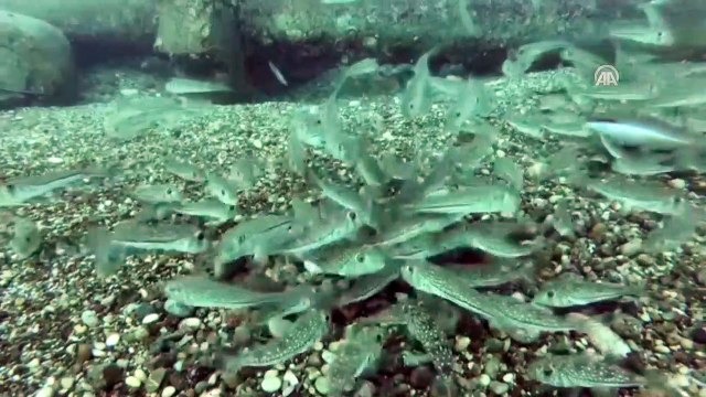 Ava çıkanlara 'Balon balığı' uyarısı - ANTALYA