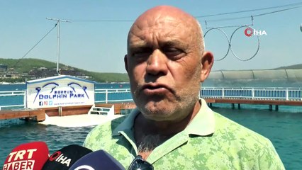 Yunus Parkı İşletmecisi “Yunusları doğal ortamına denize bırakırsak ölürler”