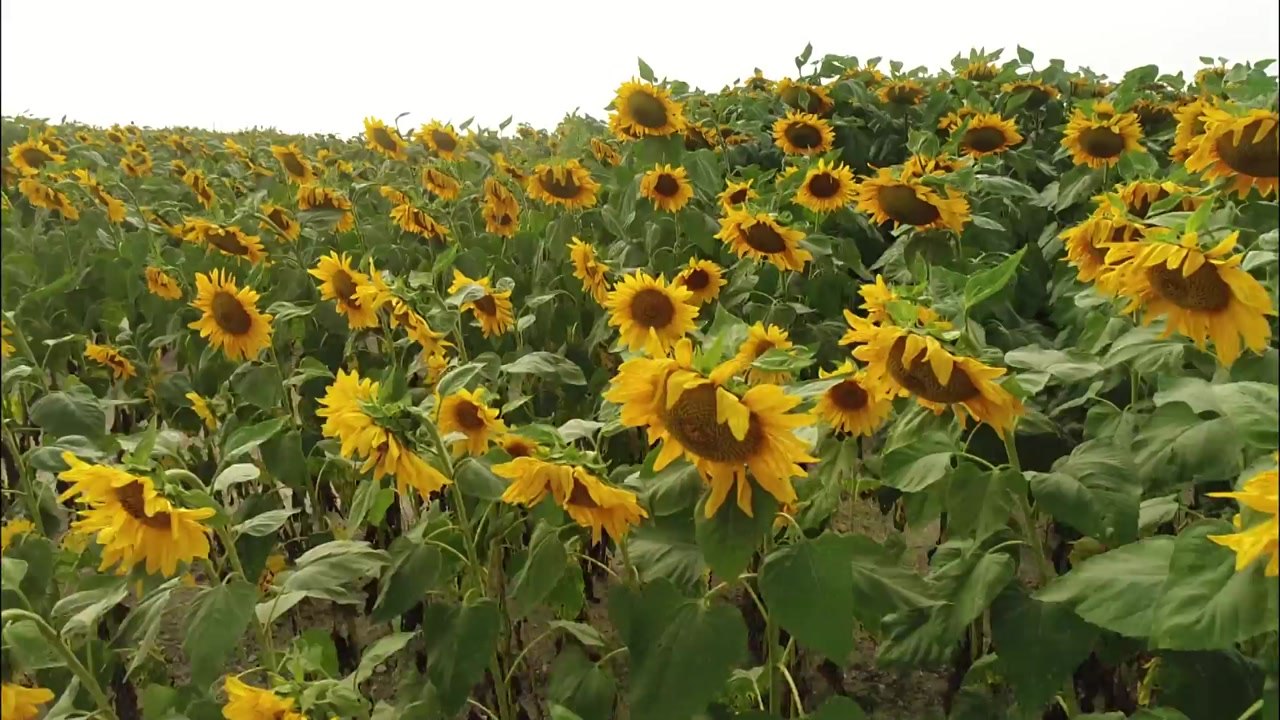 [날씨] 중부 낮 더위, 남부 가을장마...가을꽃 활짝 / YTN